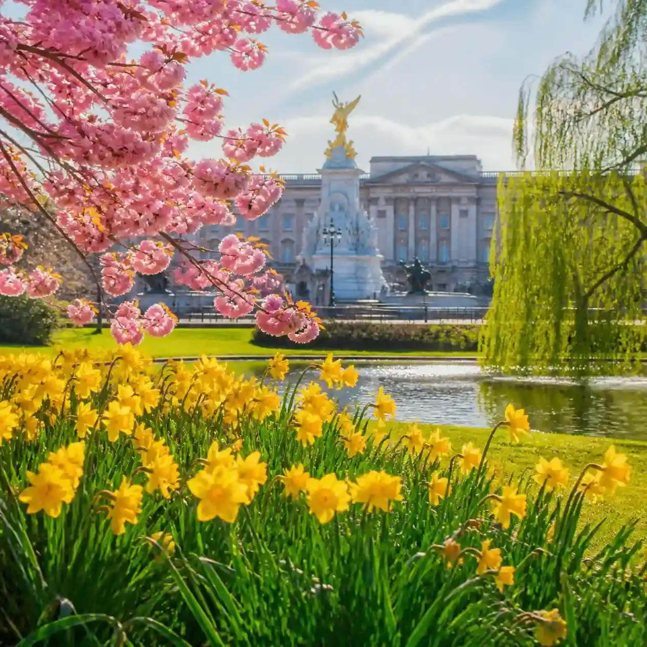 Spring daffodils and blossom in St James's Park with Buckingham Palace behind, showing the best time to visit London for park colour
