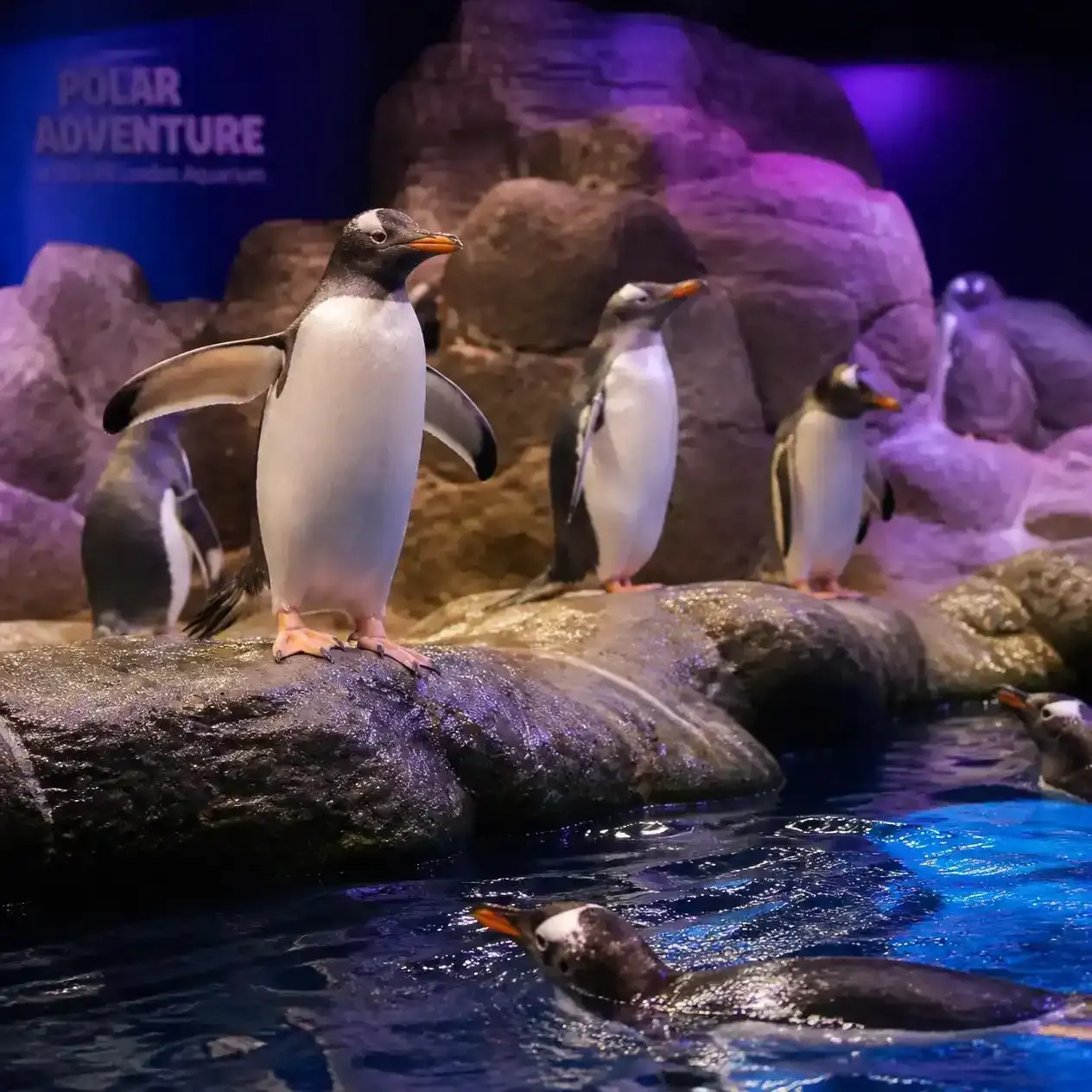 Gentoo penguins on the rocks in the Polar Adventure zone at SEA LIFE London Aquarium in London
