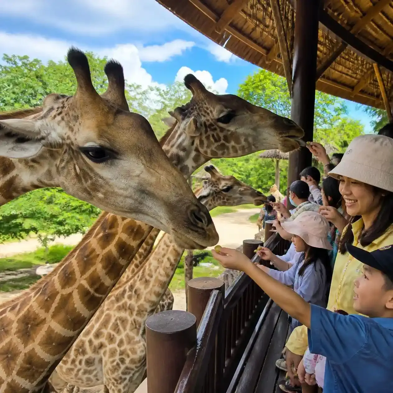 Giraffes reaching towards visitors from an elevated wooden feeding terrace at Safari World Bangkok