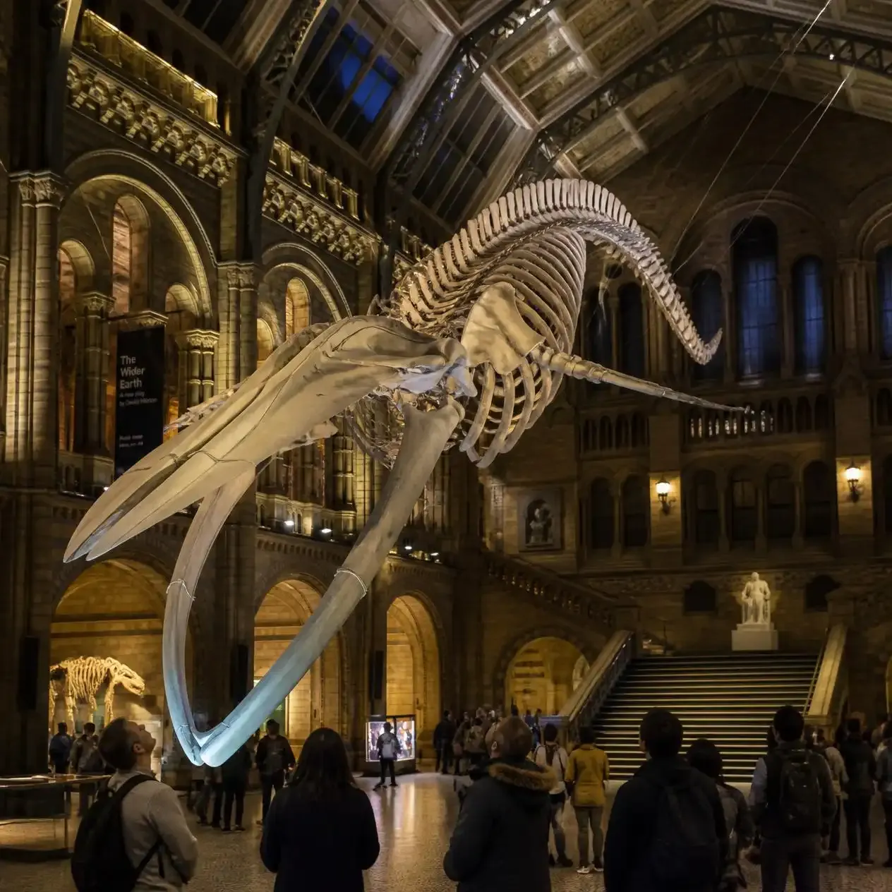 Hope, the 25-metre blue whale skeleton, diving through Hintze Hall beneath the arched ceiling of the Natural History Museum, London