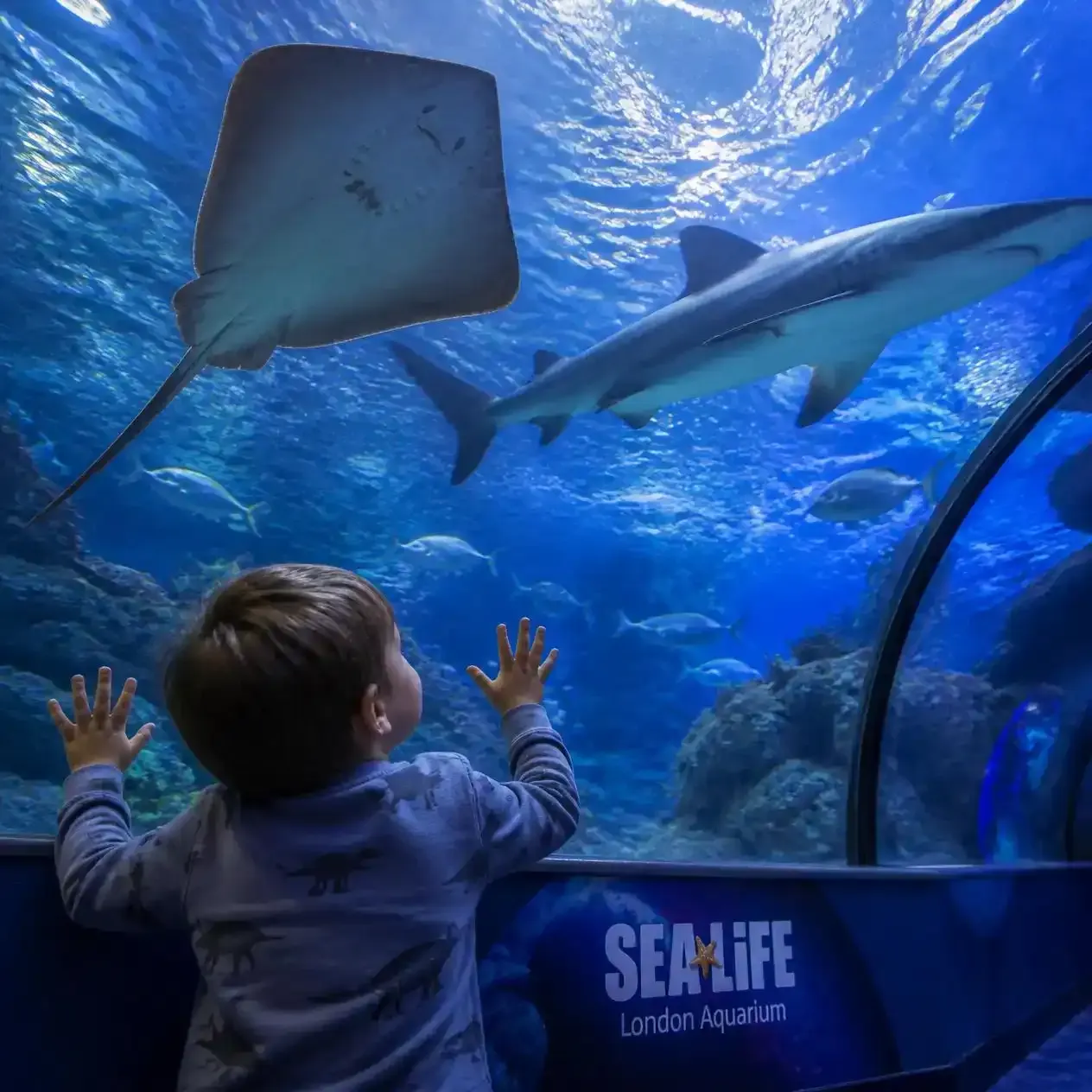 Child looking up through the glass Ocean Tunnel as rays and sharks swim overhead at SEA LIFE London Aquarium