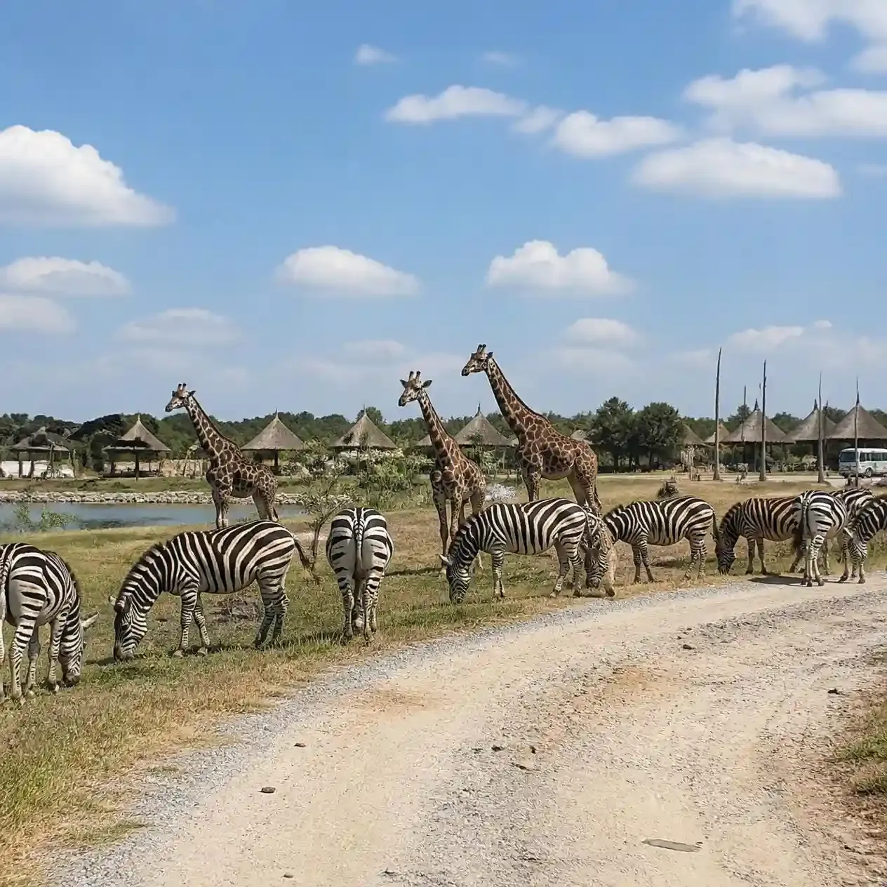 Zebras and giraffes grazing beside the vehicle track in the open drive-through section of Safari World Bangkok