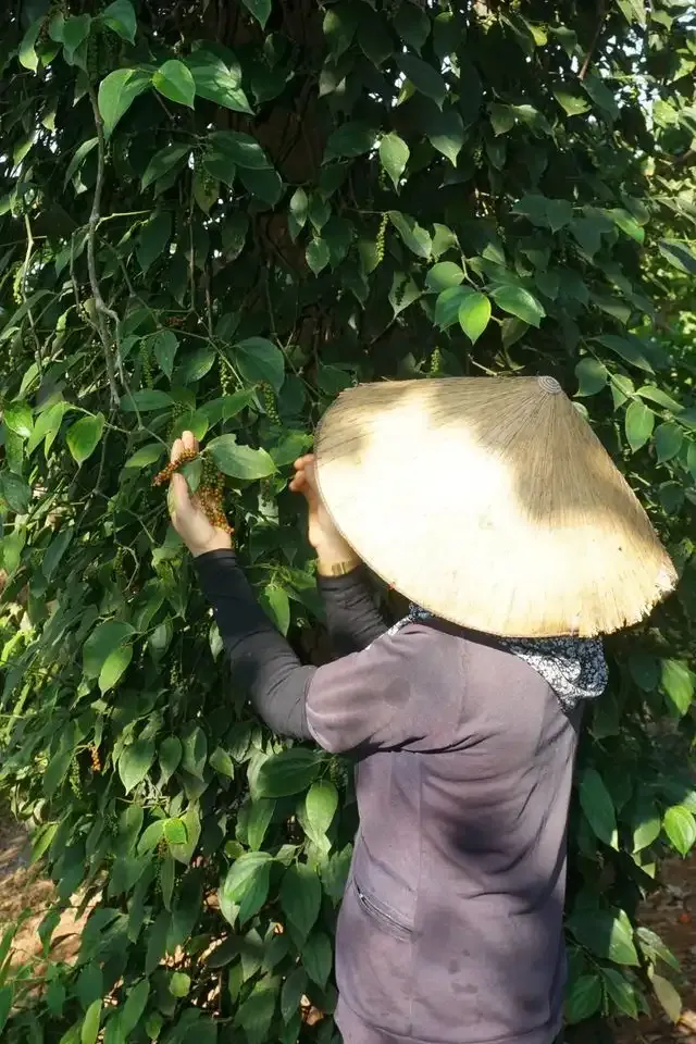 Guide pointing out black pepper vines climbing areca palms on a spice plantation in Goa near Ponda