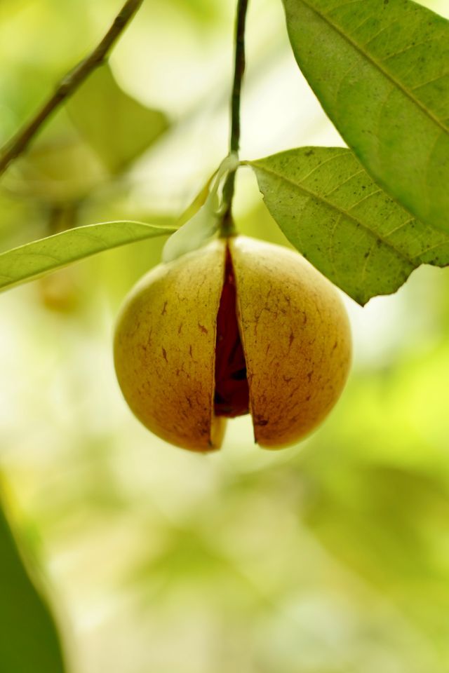 Ripe nutmeg fruit split open on the branch showing red mace at a spice plantation in Goa