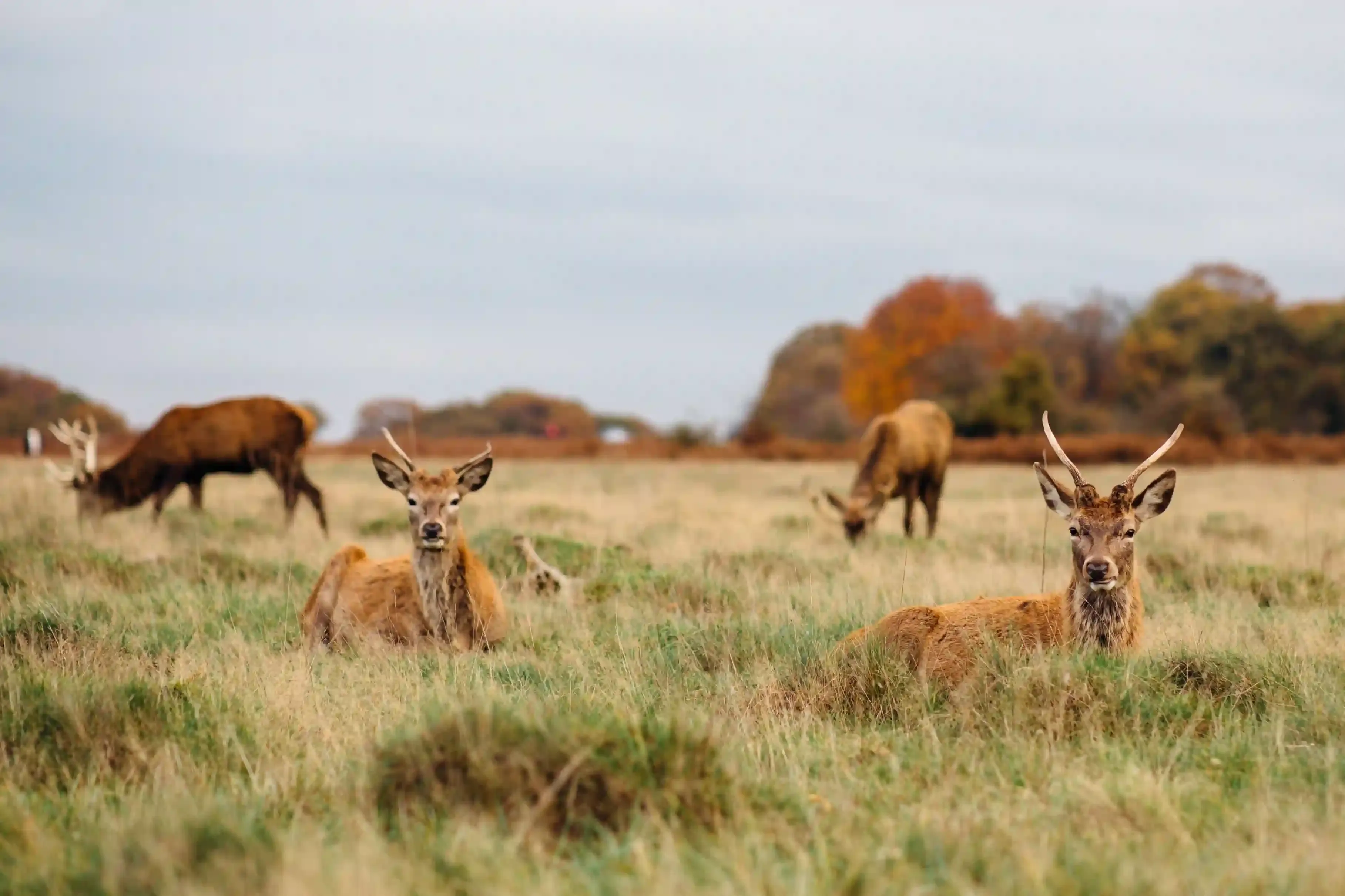 Red deer grazing on open grassland in Richmond Park near Kingston upon Thames